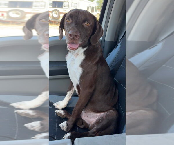 Medium Photo #1 German Shorthaired Lab Puppy For Sale in Great Bend, KS, USA