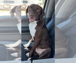 Tiny Tim - Male German Shorthaired Lab Dog for Adoption - Small photo