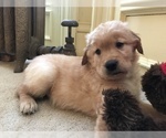 Small Photo #3 Golden Retriever Puppy For Sale in WORCESTER, MA, USA