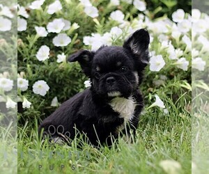 French Bulldog Puppy for sale in RONKS, PA, USA