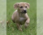 Small #4 Boxer Mix