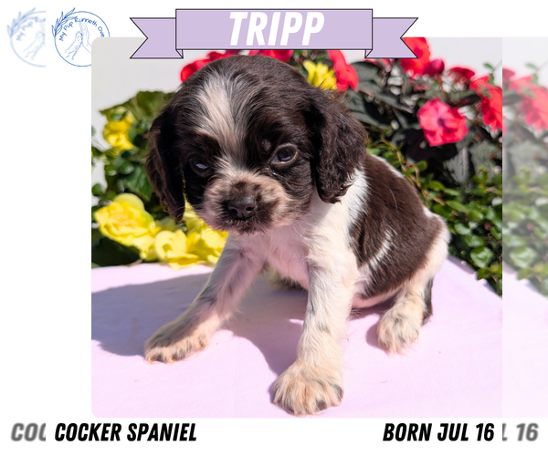 Medium Photo #38 Cocker Spaniel Puppy For Sale in GOSHEN, IN, USA