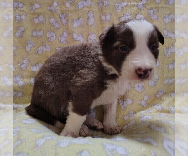 Medium Photo #45 Border Collie Puppy For Sale in NORBORNE, MO, USA