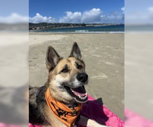 Medium Photo #6 Siberian Husky Puppy For Sale in Salinas, CA, USA