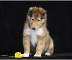 Small Photo #6 Collie Puppy For Sale in DANVILLE, PA, USA