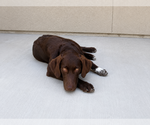 Small #2 Labrador Retriever Mix
