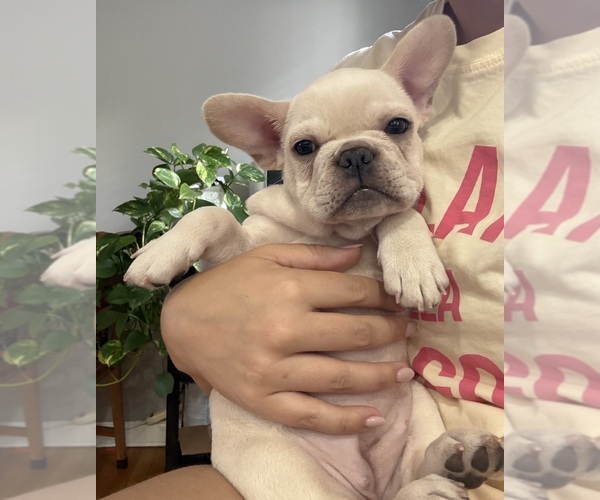 Medium Photo #4 French Bulldog Puppy For Sale in SUMMIT, NJ, USA