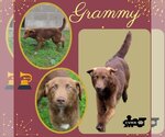 Small Photo #1 Golden Retriever-Retriever  Mix Puppy For Sale in Lindsay, CA, USA