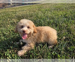 Poodle (Toy) Puppy for sale in CARLYLE, IL, USA