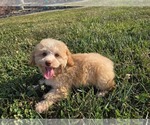 Image preview for Ad Listing. Nickname: Copper