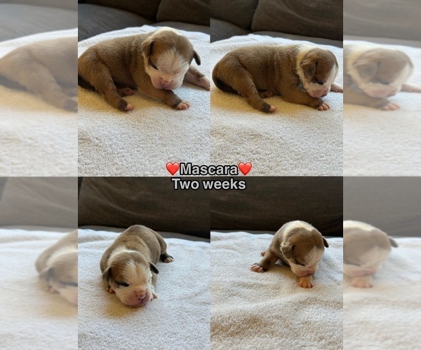 Medium Photo #5 Olde English Bulldogge Puppy For Sale in BRENTWOOD, CA, USA