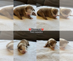 Medium Olde English Bulldogge