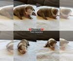 Puppy Mascara Olde English Bulldogge