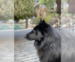 Small #2 Belgian Sheepdog