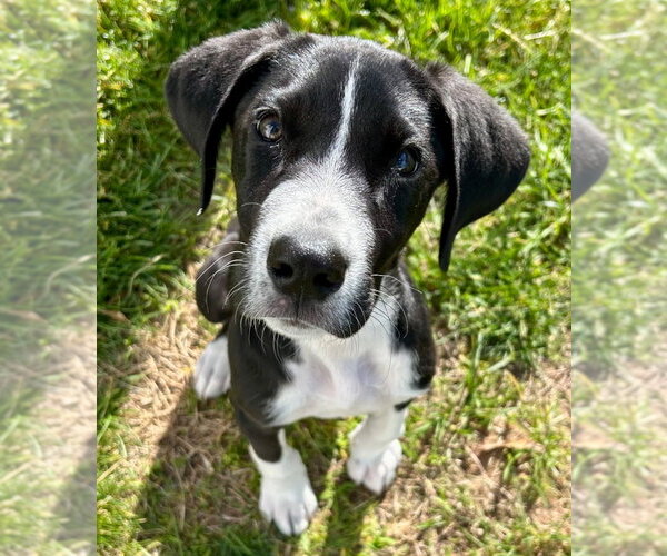 Medium Photo #10 Great Dane-Unknown Mix Puppy For Sale in Canton, CT, USA