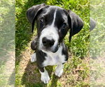 Small Photo #10 Great Dane-Unknown Mix Puppy For Sale in Canton, CT, USA