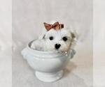 Small #1 Maltese