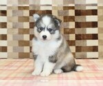 Small #3 Pomsky