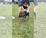 Small Photo #3 Bloodhound Puppy For Sale in CERRO GORDO, NC, USA
