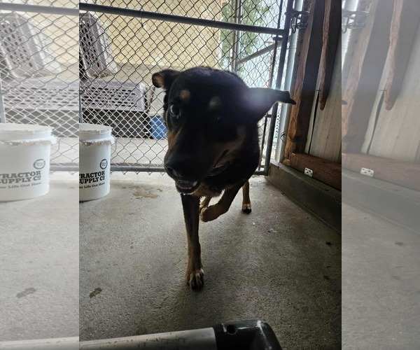 Medium Photo #3 Mutt Puppy For Sale in El Centro, CA, USA