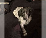 Small #9 Bluetick Coonhound Mix
