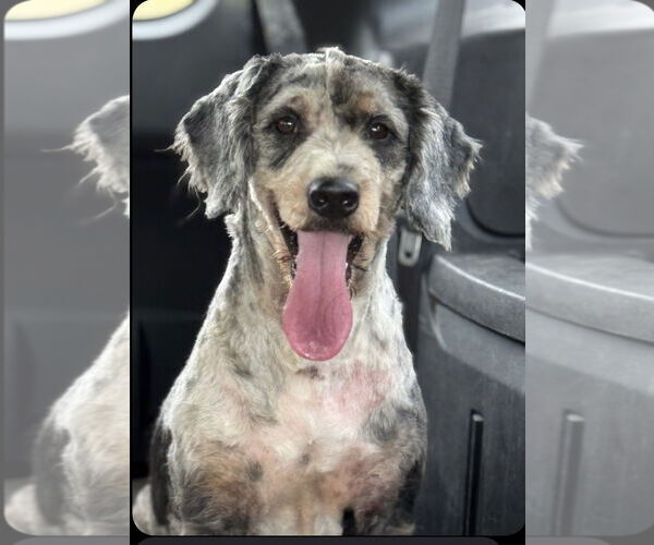 Medium Photo #5 Bernese Mountain Dog-Poodle (Miniature) Mix Puppy For Sale in Valrico, FL, USA