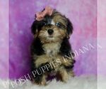 Puppy Izzy Yorkipoo