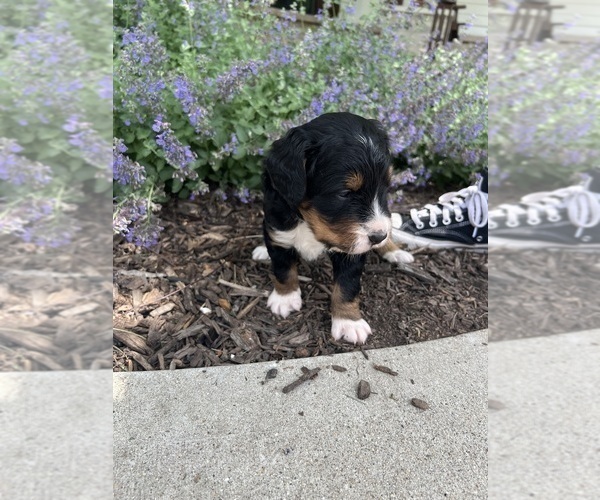 Medium Photo #16 Bernedoodle Puppy For Sale in MARTINSVILLE, IN, USA