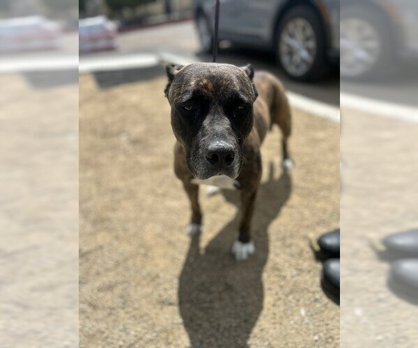 Medium Photo #1 Mutt Puppy For Sale in Chula Vista, CA, USA