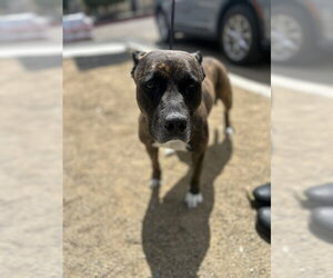 Mutt Dogs for adoption in Chula Vista, CA, USA