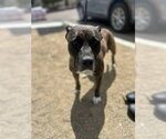 Small Mutt