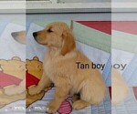 Small Photo #10 Golden Retriever Puppy For Sale in WARRENSBURG, MO, USA
