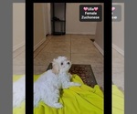 Small #1 Havanese-Zuchon Mix