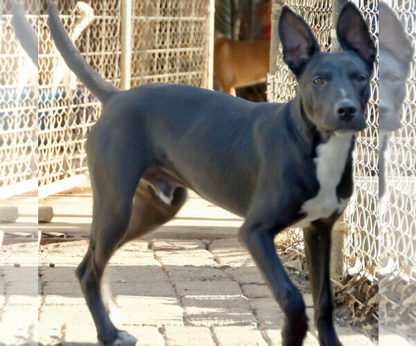 Medium Photo #2 Mutt Puppy For Sale in Okolona, MS, USA