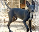 Small #1 Mutt