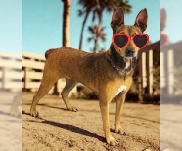 Medium Photo #2 Miniature Pinscher Puppy For Sale in Mt. Laurel, NJ, USA