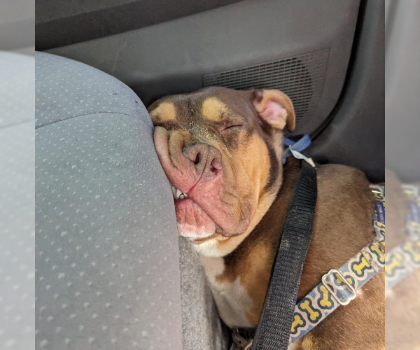 Medium Photo #3 American Bulldog-Bullmastiff Mix Puppy For Sale in Decatur, GA, USA