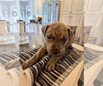 Small #3 American Pit Bull Terrier Mix