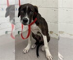 ECHO - Male Boxer-Unknown Mix Dog for Adoption - Small photo
