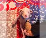 Small #11 Mutt