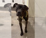 Small Presa Canario Mix