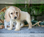 Small Photo #13 Cocker Spaniel Puppy For Sale in SEAMAN, OH, USA