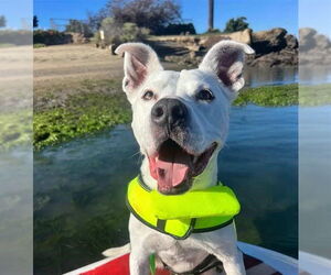 Mutt Dogs for adoption in Chula Vista, CA, USA