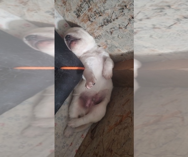 Medium Photo #13 Goberian Puppy For Sale in BEAVER DAM, WI, USA