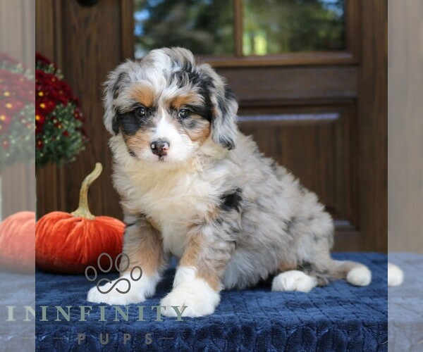 Medium Photo #2 Bernedoodle (Miniature) Puppy For Sale in NARVON, PA, USA
