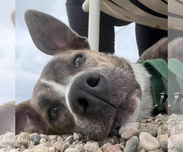 Medium Photo #17 Mutt Puppy For Sale in Fargo, ND, USA