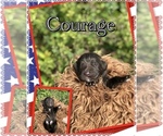 Puppy Courage Newfoundland