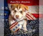 Small Photo #3 Pomsky Puppy For Sale in ROCHESTER, MN, USA