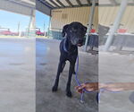 Small Photo #4 Labrador Retriever-Unknown Mix Puppy For Sale in New York, NY, USA