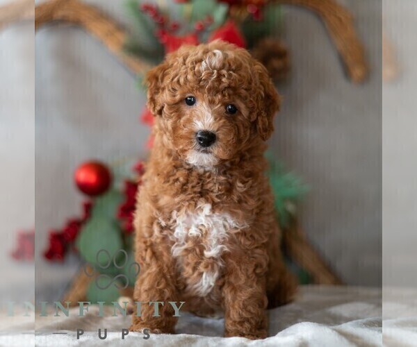Medium Photo #6 Bichpoo Puppy For Sale in DORNSIFE, PA, USA